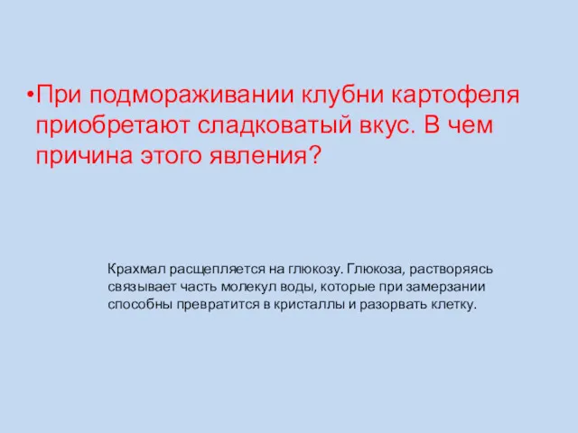 При подмораживании клубни картофеля приобретают сладковатый вкус. В чем причина