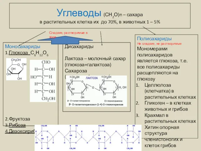 Углеводы (СН2О)n – сахара в растительных клетка их до 70%,