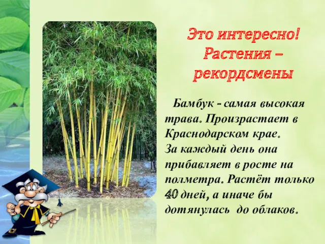 Это интересно! Растения – рекордсмены Бамбук - самая высокая трава.