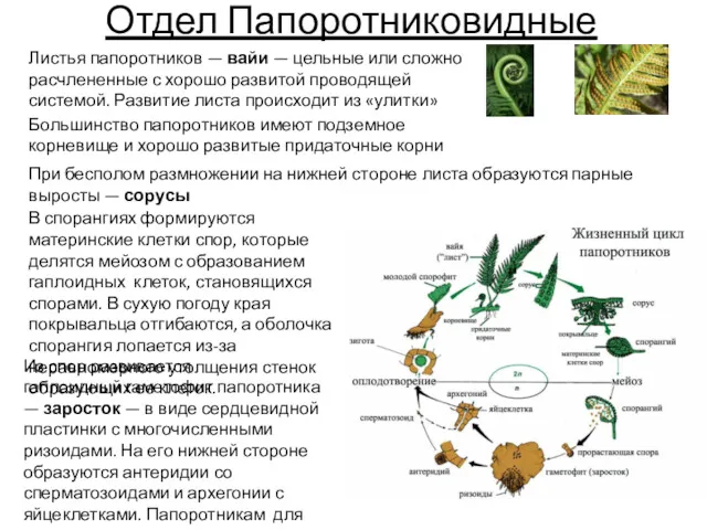 Листья папоротников — вайи — цельные или сложно расчлененные с