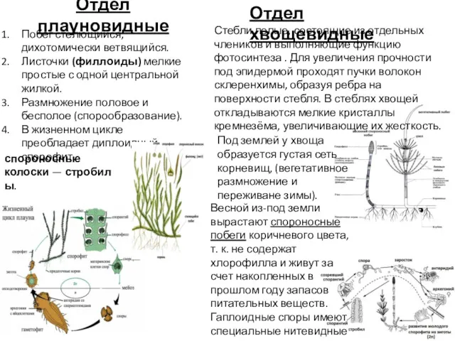 Отдел плауновидные Побег стелющийся, дихотомически ветвящийся. Листочки (филлоиды) мелкие простые