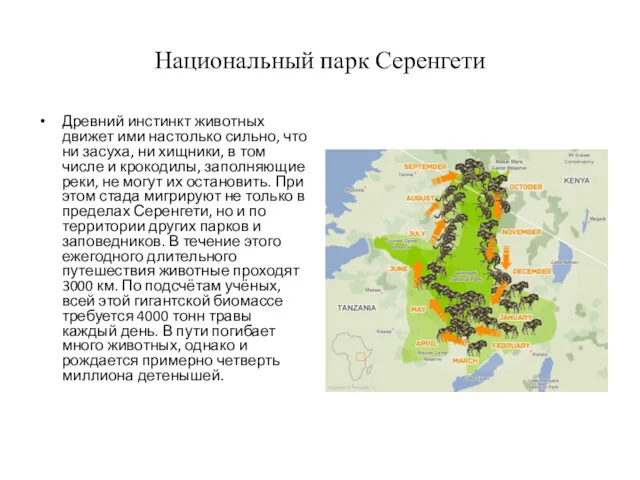 Национальный парк Серенгети Древний инстинкт животных движет ими настолько сильно,