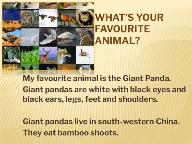 WHAT’S YOUR FAVOURITE ANIMAL? My favourite animal is the Giant