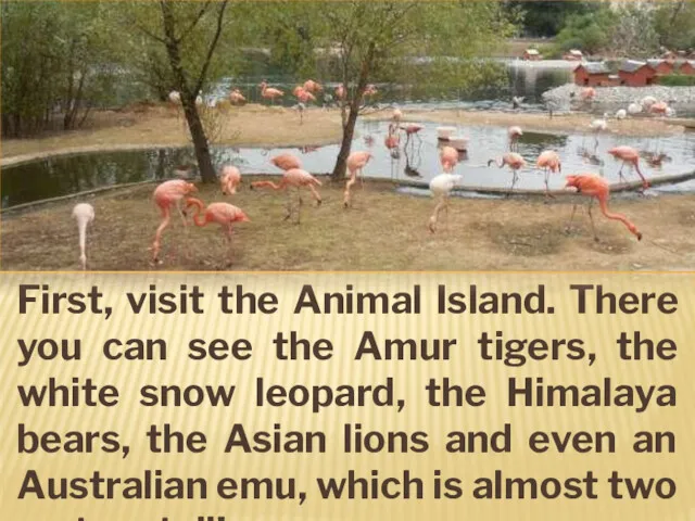 First, visit the Animal Island. There you can see the