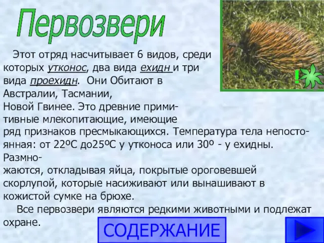 Первозвери Этот отряд насчитывает 6 видов, среди которых утконос, два