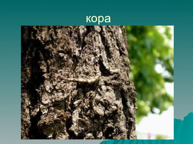 кора