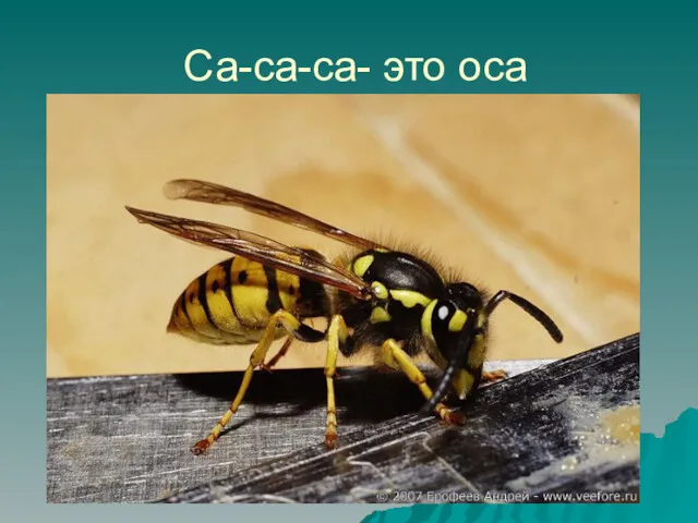 Са-са-са- это оса