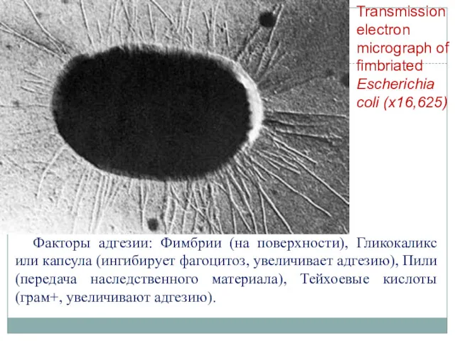 Факторы адгезии: Фимбрии (на поверхности), Гликокаликс или капсула (ингибирует фагоцитоз,