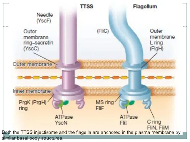 Both the TTSS injectisome and the flagella are anchored in