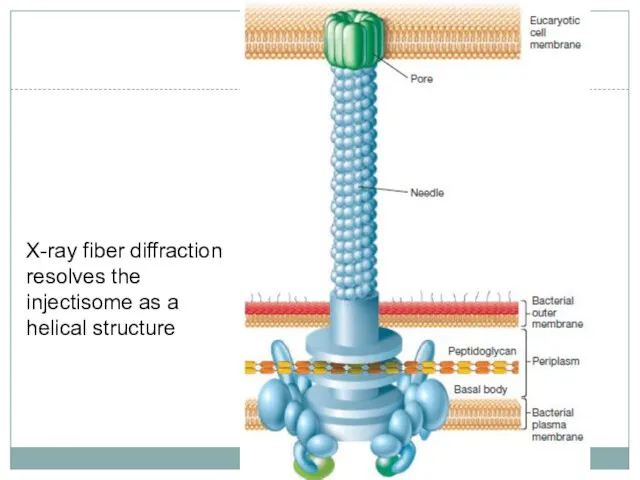 X-ray fiber diffraction resolves the injectisome as a helical structure