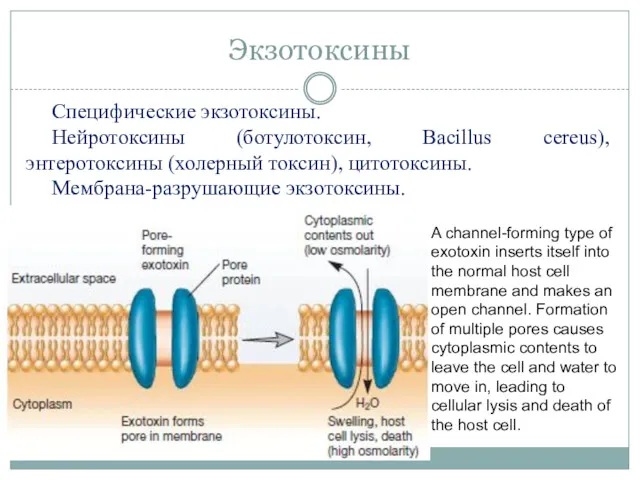 Экзотоксины Специфические экзотоксины. Нейротоксины (ботулотоксин, Bacillus cereus), энтеротоксины (холерный токсин),