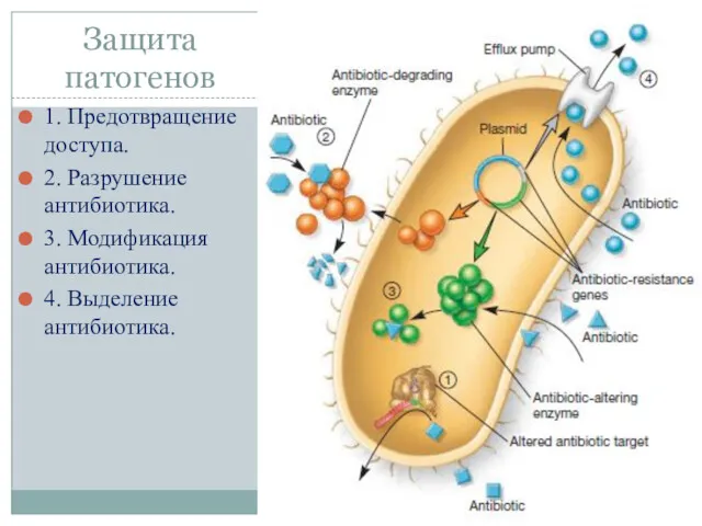 Защита патогенов 1. Предотвращение доступа. 2. Разрушение антибиотика. 3. Модификация антибиотика. 4. Выделение антибиотика.