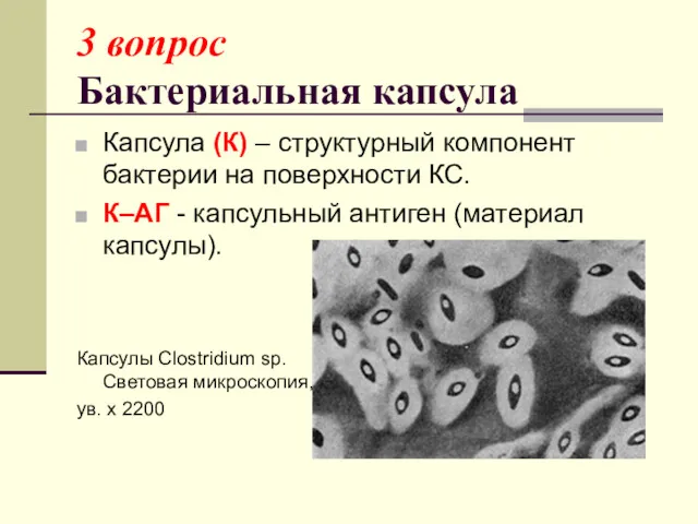 3 вопрос Бактериальная капсула Капсула (К) – структурный компонент бактерии