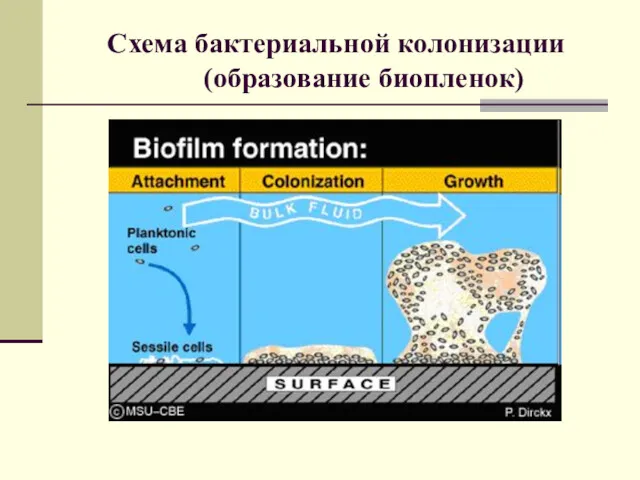Схема бактериальной колонизации (образование биопленок)
