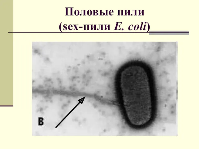 Половые пили (sex-пили E. coli)