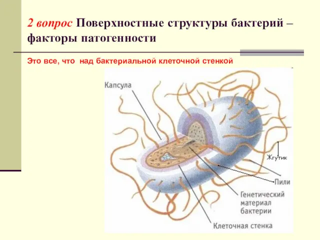 2 вопрос Поверхностные структуры бактерий –факторы патогенности Это все, что над бактериальной клеточной стенкой