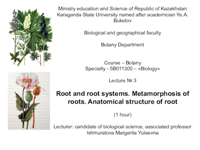 Root and root systems. Metamorphosis of roots. Anatomical structure of root