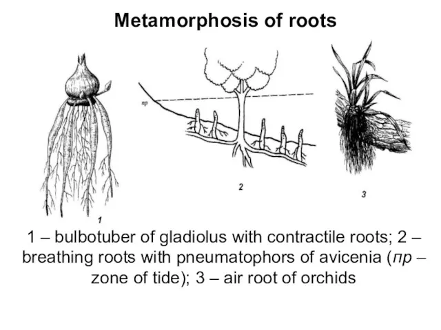 Metamorphosis of roots 1 – bulbotuber of gladiolus with contractile roots; 2 –
