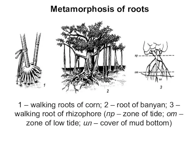 Metamorphosis of roots 1 – walking roots of corn; 2 – root of