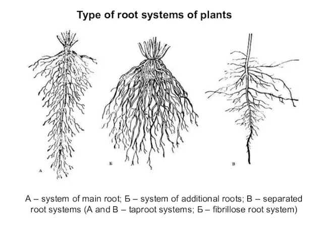 Type of root systems of plants А – system of main root; Б