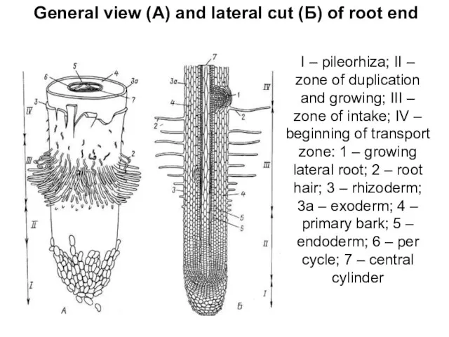 I – pileorhiza; II – zone of duplication and growing; III – zone