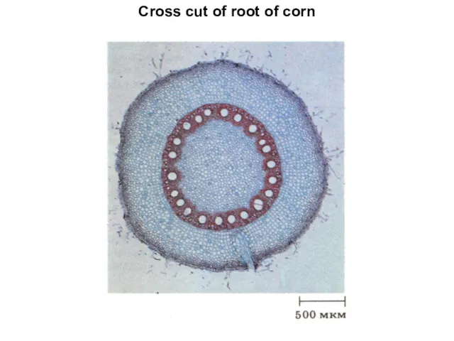 Cross cut of root of corn