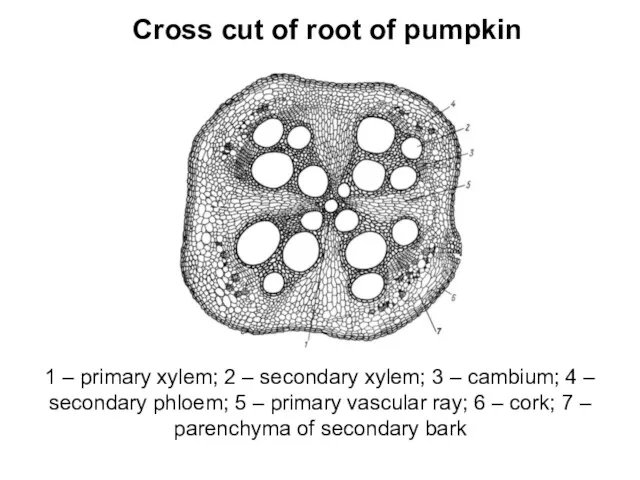 Cross cut of root of pumpkin 1 – primary xylem; 2 – secondary