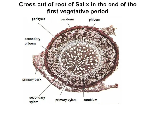 Cross cut of root of Salix in the end of the first vegetative period