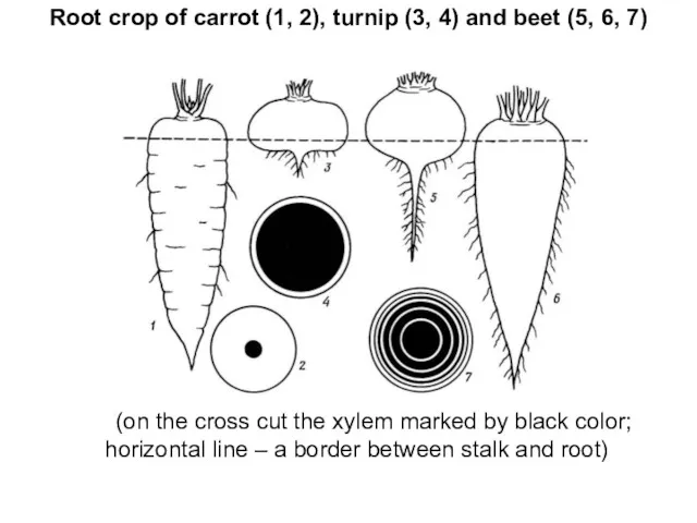 Root crop of carrot (1, 2), turnip (3, 4) and beet (5, 6,