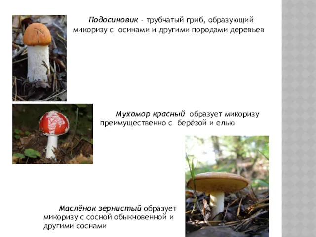 Подосиновик - трубчатый гриб, образующий микоризу с осинами и другими породами деревьев Мухомор