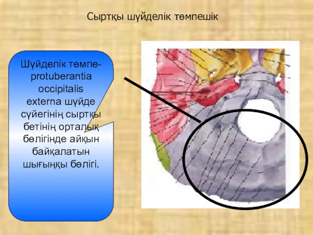 Сыртқы шүйделік төмпешік Шүйделік төмпе- protuberantia occipitalis externa шүйде сүйегінің сыртқы бетінің орталық
