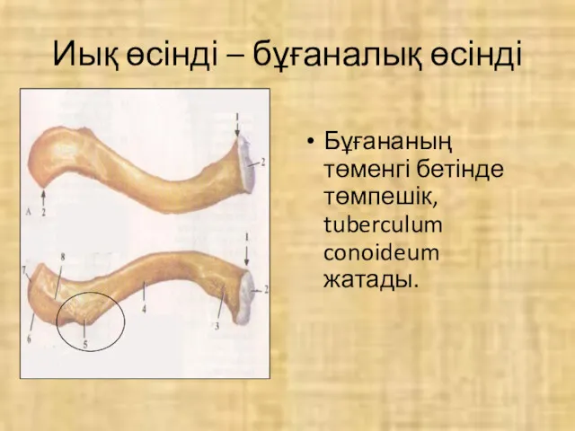 Иық өсінді – бұғаналық өсінді Бұғананың төменгі бетінде төмпешік, tuberculum conoideum жатады.