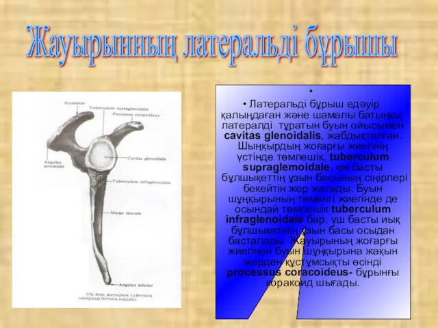 Латеральді бұрыш едәуір қалыңдаған және шамалы батыңқы, латералді тұратын буын ойысымен сavitas glenoidalis,