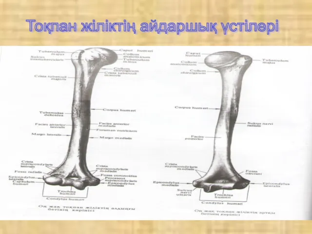 Тоқпан жіліктің айдаршық үстілері