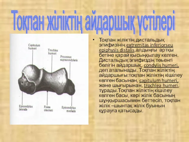 Тоқпан жіліктің айдаршық үстілері Тоқпан жіліктің дистальдық эпифизінің extremitas inferiorseu epiphysis distalis,алдыңғы артқы