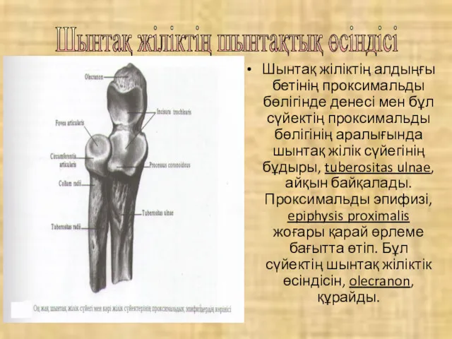 Шынтақ жіліктің шынтақтық өсіндісі Шынтақ жіліктің алдыңғы бетінің проксимальды бөлігінде денесі мен бұл