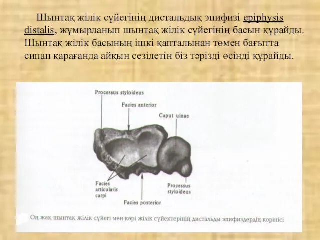 Шынтақ жілік сүйегінің дистальдық эпифизі epiphysis distalis, жұмырланып шынтақ жілік сүйегінің басын құрайды.