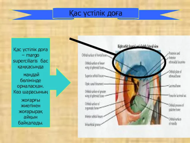 Қас үстілік доға Қас үстілік доға – margo superciliaris бас қаңқасында маңдай бөлімінде