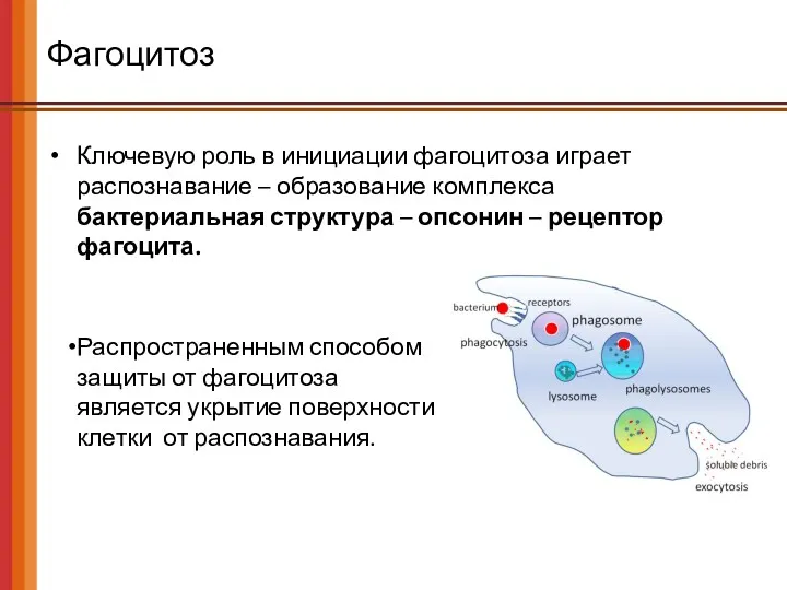 Фагоцитоз Ключевую роль в инициации фагоцитоза играет распознавание – образование комплекса бактериальная структура
