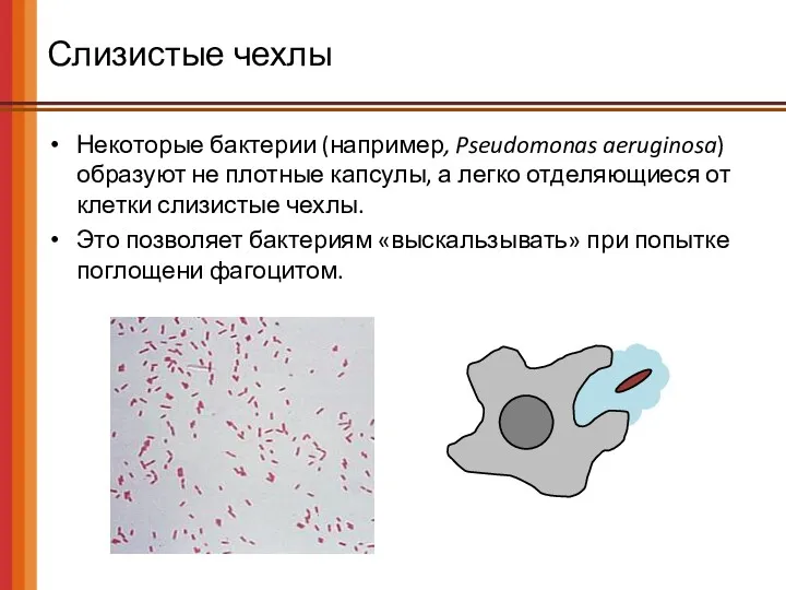 Слизистые чехлы Некоторые бактерии (например, Pseudomonas aeruginosa) образуют не плотные капсулы, а легко