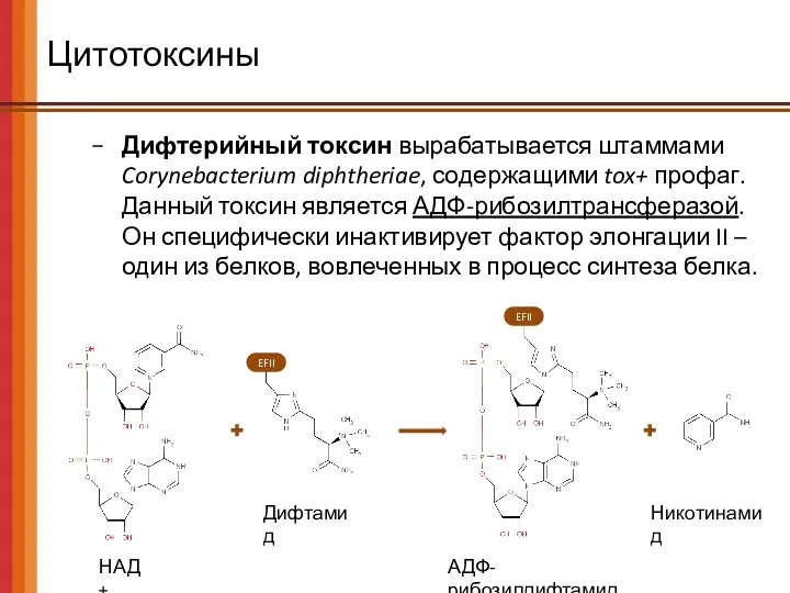 EFII EFII Цитотоксины Дифтерийный токсин вырабатывается штаммами Corynebacterium diphtheriae, содержащими tox+ профаг. Данный