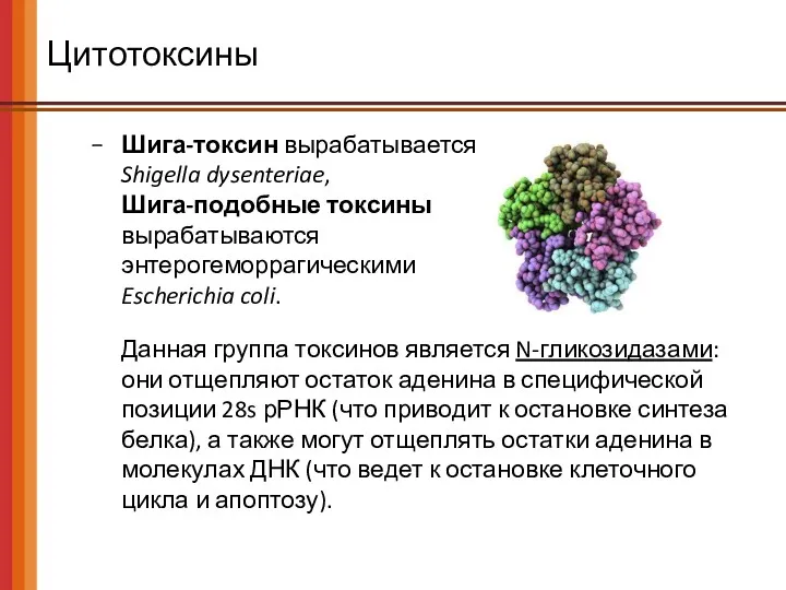 Цитотоксины Шига-токсин вырабатывается Shigella dysenteriae, Шига-подобные токсины вырабатываются энтерогеморрагическими Escherichia coli. Данная группа