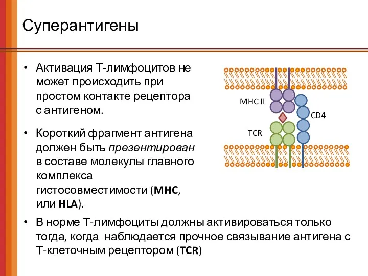 Суперантигены Активация Т-лимфоцитов не может происходить при простом контакте рецептора