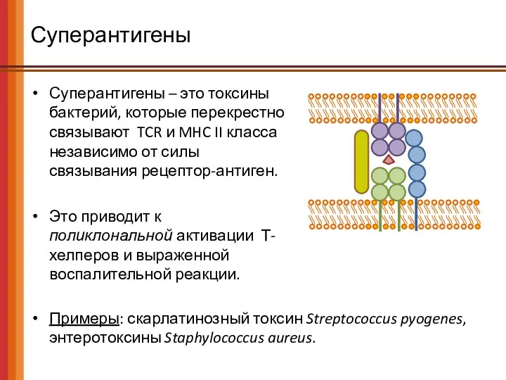 Суперантигены Суперантигены – это токсины бактерий, которые перекрестно связывают TCR и MHC II