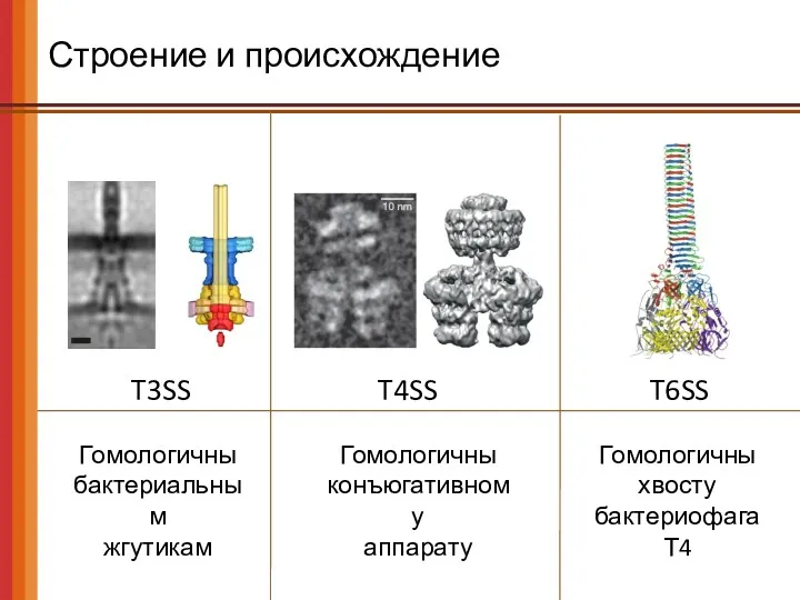 Строение и происхождение T3SS T4SS T6SS Гомологичны бактериальным жгутикам Гомологичны конъюгативному аппарату Гомологичны хвосту бактериофага Т4
