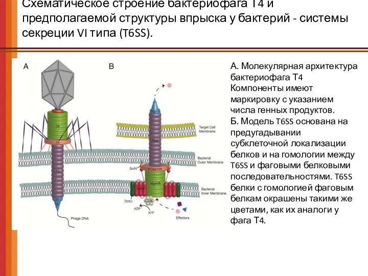 Схематическое строение бактериофага Т4 и предполагаемой структуры впрыска у бактерий - системы секреции