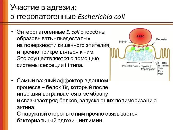 Участие в адгезии: энтеропатогенные Escherichia coli Энтеропатогенные E. coli способны образовывать «пьедесталы» на