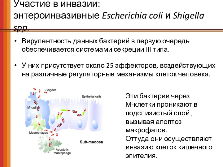 Участие в инвазии: энтероинвазивные Escherichia coli и Shigella spp. Вирулентность