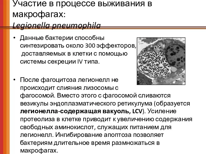 Участие в процессе выживания в макрофагах: Legionella pneumophila Данные бактерии способны синтезировать около