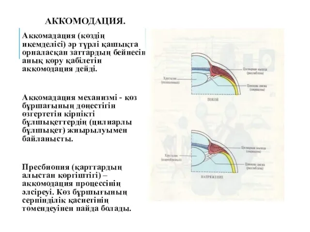 АККОМОДАЦИЯ. Аккомадация (көздің икемделісі) әр түрлі қашықта орналасқан заттардың бейнесін